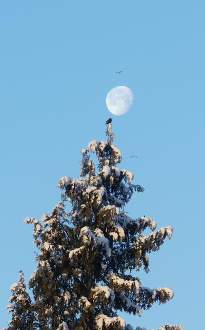 Pin neige merle ciel