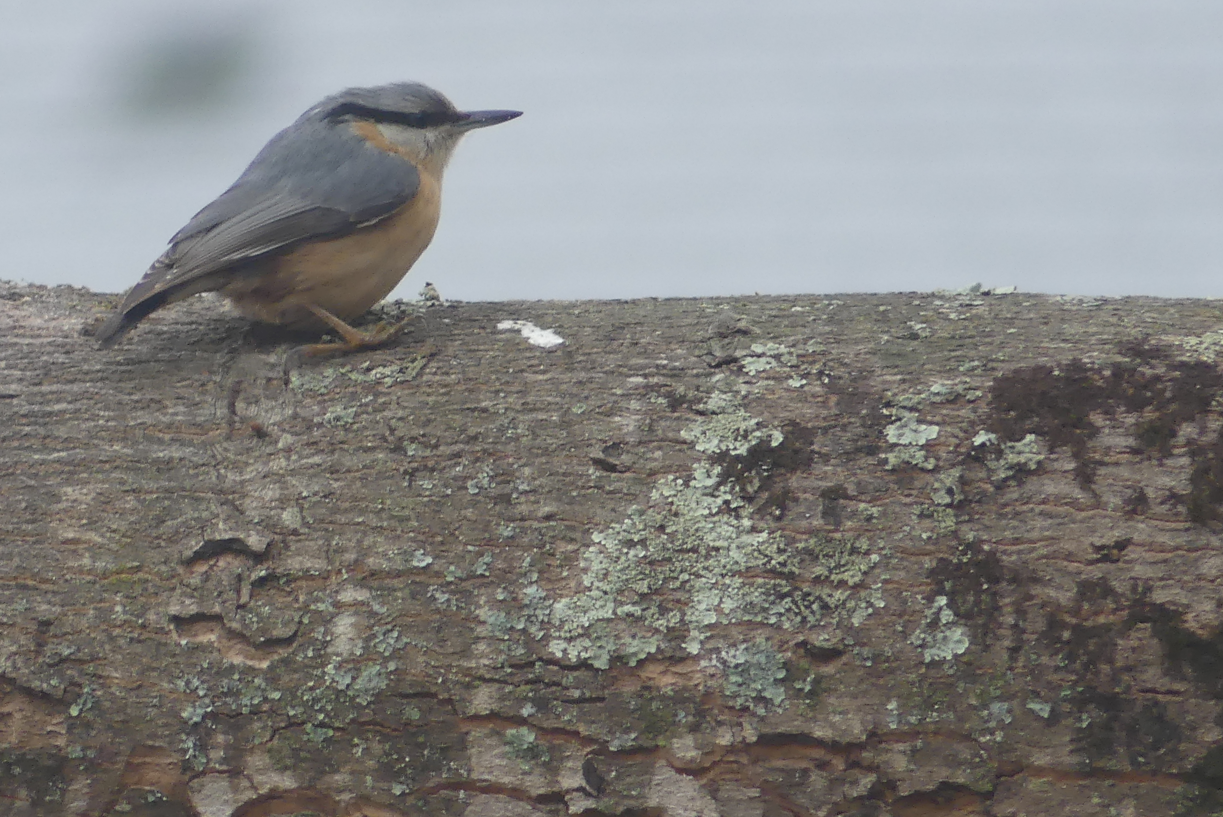 Sitelle Torchepot 2022